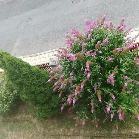 Penzion Flora Zatec  Exterior photo